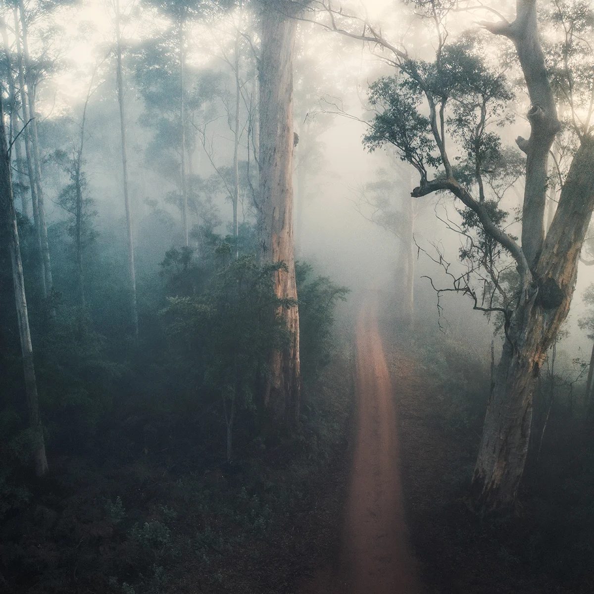 Pemberton - Warren National Park