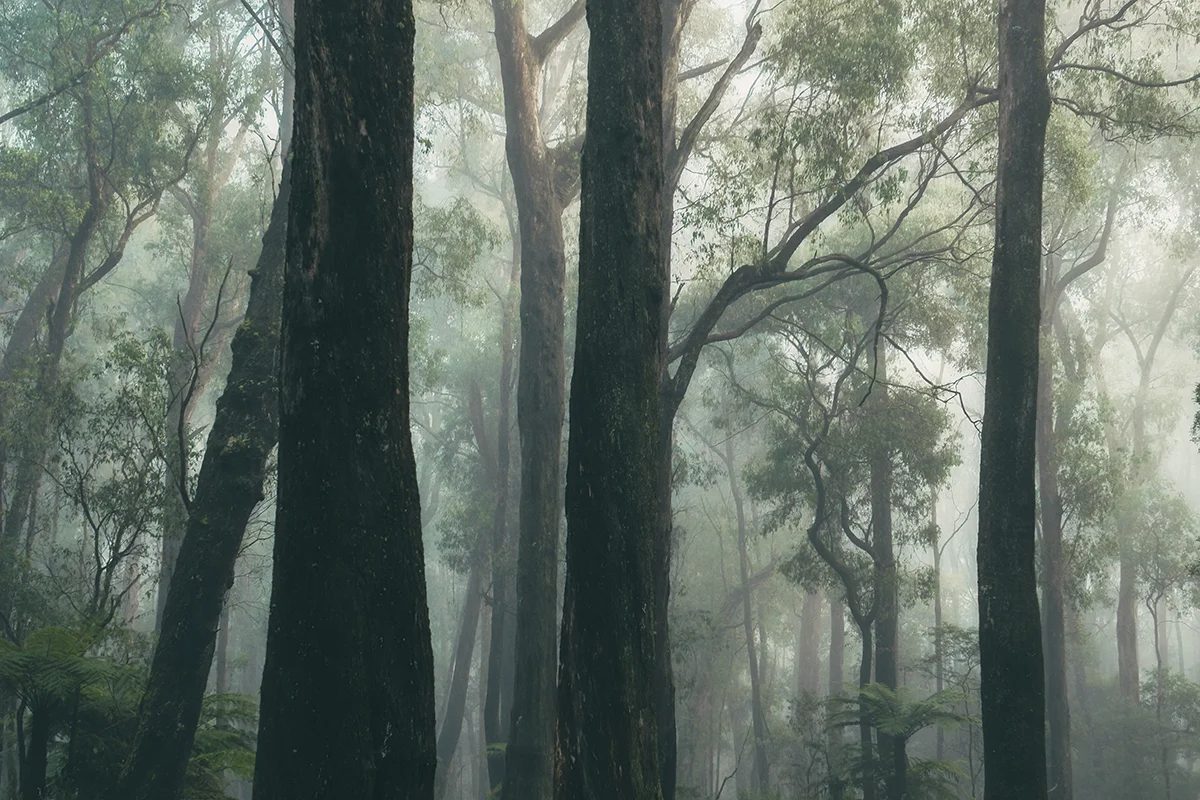 Yarra Ranges - Moody Trees