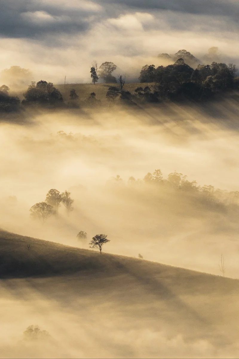Border Ranges National Park - Sunrise Rays Portrait