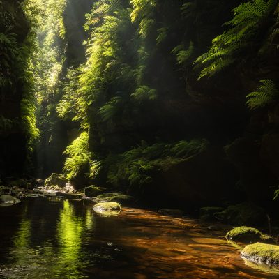 Blue Mountains – Canyon Greens